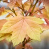 Acer Pseudoplatanus ‘Brilliantissimum’ -Tree Furnish Store 11135 13296 e4a1 1024x683 1