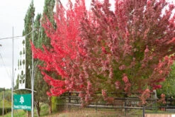Acer Rubrum ‘Brandywine’ 7 Acer Rubrum ‘Brandywine’ -Tree Furnish Store 11136 12884 d434 1 1024x683 1