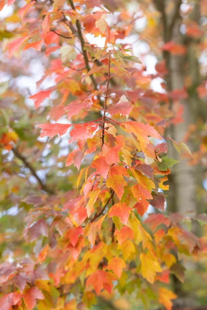 Acer Rubrum ‘Brandywine’ 4 Acer Rubrum ‘Brandywine’ - Image 2