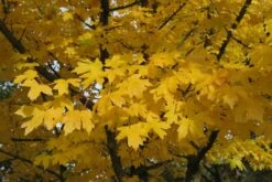 Acer Campestre -Tree Furnish Store 11137 1024x684 1