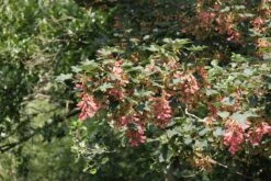 Acer Campestre -Tree Furnish Store 11137 13863 1d7b