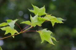 Acer Cappadocicum ‘Rubrum’