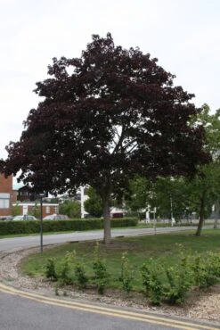 Acer Platanoides ‘Crimson King’ -Tree Furnish Store 11141 1 683x1024 1