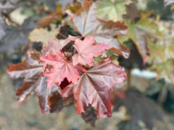 Tree Furnish Store -Tree Furnish Store 11141 14062 90fd 1024x768 1