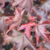 Acer Platanoides ‘Crimson King’