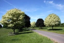 Acer Platanoides ‘Drummondii’ -Tree Furnish Store 11142 1 1