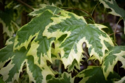 Acer Platanoides ‘Drummondii’ -Tree Furnish Store 11142 13297 58da 1024x683 1