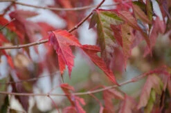 Acer Ginnala ‘Flame’