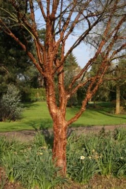 Acer Griseum -Tree Furnish Store 11148 1 1 683x1024 1