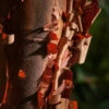 Acer Griseum