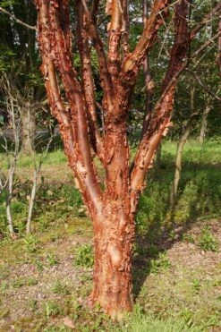 Acer Griseum -Tree Furnish Store 11148 13877 6bf9