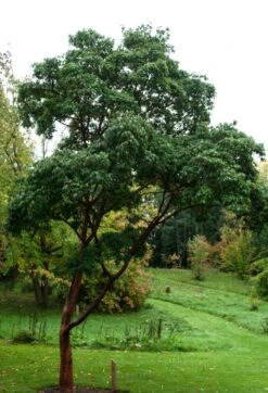 Acer Griseum -Tree Furnish Store 11148 14756 1bcf 699x1024 1