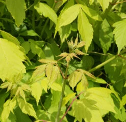 Acer Negundo ‘Kelly’s Gold’