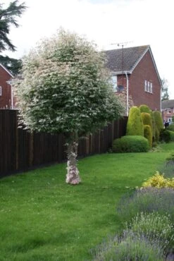 Acer Negundo ‘Flamingo’ -Tree Furnish Store 11152 1 1 683x1024 1