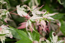 Acer Negundo ‘Flamingo’