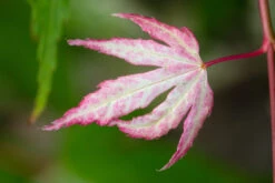 Acer Negundo ‘Flamingo’ -Tree Furnish Store 11152 13878 7c20 1024x683 1