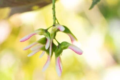 Acer Pseudoplatanus ‘Prinz Handjery’ -Tree Furnish Store 11186 13929 8a4a 1024x683 1