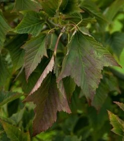 Acer Rufinerve -Tree Furnish Store 11188 2 1