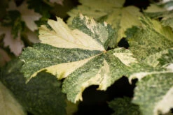 Acer Pseudoplatanus ‘Simon-louis Frères’ -Tree Furnish Store 11192 13932 a3f1 1024x683 1