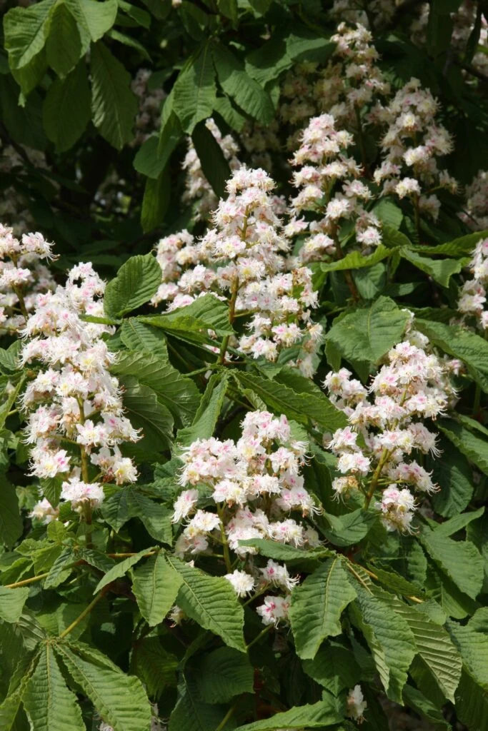 Aesculus Hippocastanum 3 Aesculus Hippocastanum