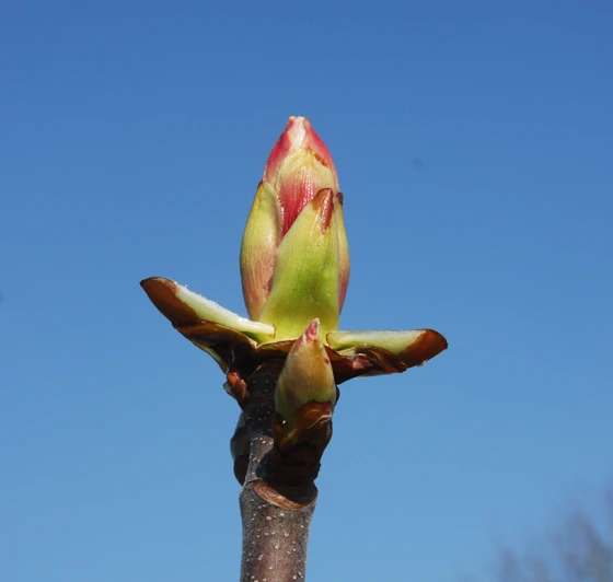 Aesculus Hippocastanum 4 Aesculus Hippocastanum - Image 2