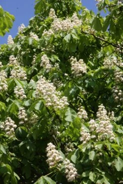 Aesculus Hippocastanum 7 Aesculus Hippocastanum -Tree Furnish Store 11202 2 1 683x1024 1