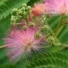 Albizia Julibrissin ‘Ombrella’® 1 Albizia Julibrissin ‘Ombrella’® -Tree Furnish Store 11205 1 1024x776 1