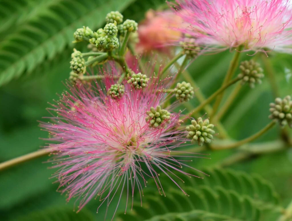 Albizia Julibrissin ‘Ombrella’® 3 Albizia Julibrissin ‘Ombrella’®