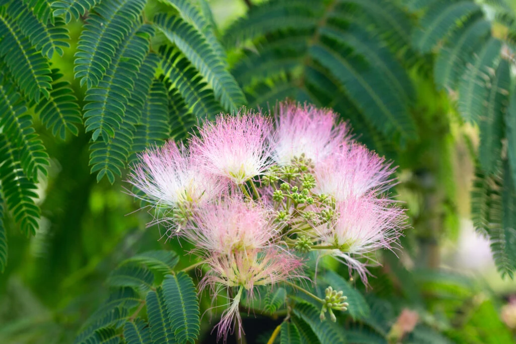 Albizia Julibrissin ‘Ombrella’® 5 Albizia Julibrissin ‘Ombrella’® - Image 3