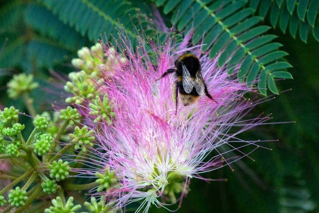 Albizia Julibrissin ‘Ombrella’® 6 Albizia Julibrissin ‘Ombrella’® - Image 4