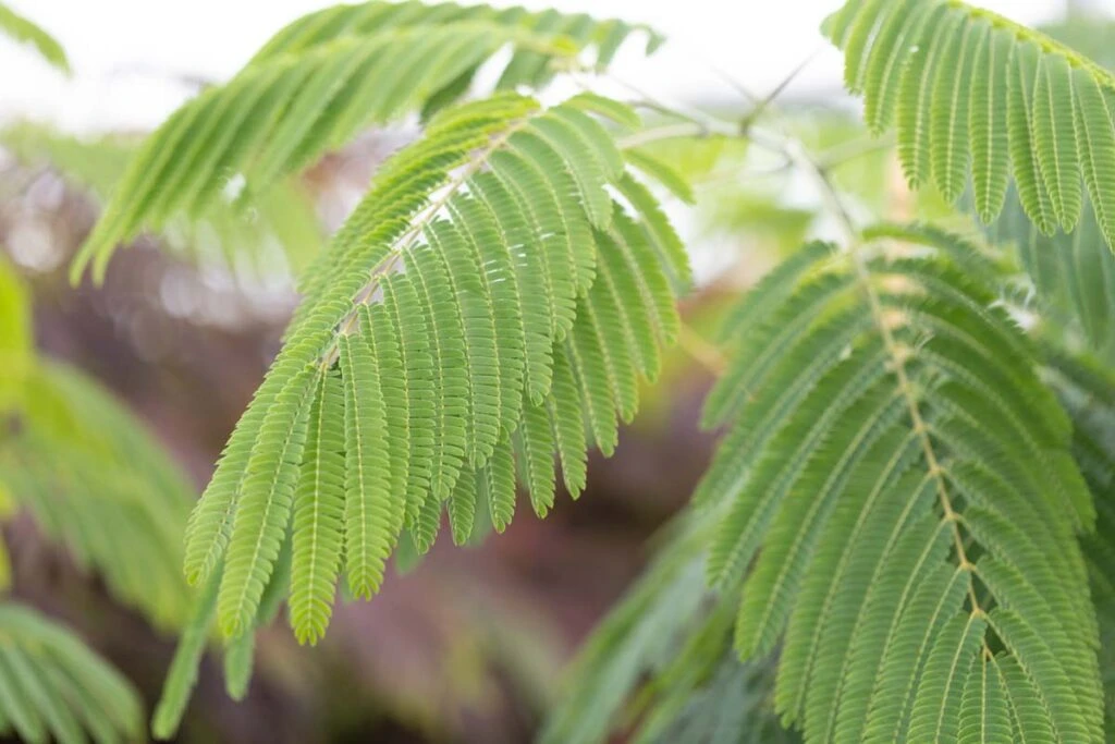 Albizia Julibrissin ‘Ombrella’® 4 Albizia Julibrissin ‘Ombrella’® - Image 2