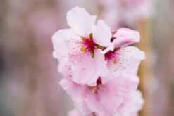 Ingrid 9 Ingrid -Tree Furnish Store 11208 12245 c56b 1024x683 1