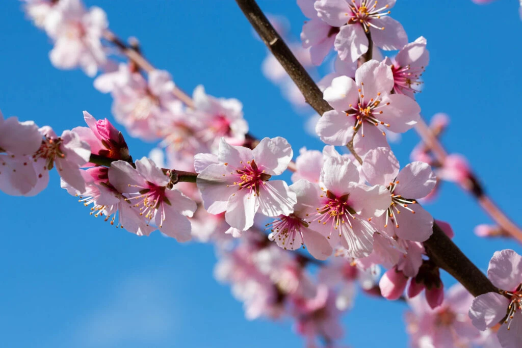 Ingrid 5 Ingrid - Image 3