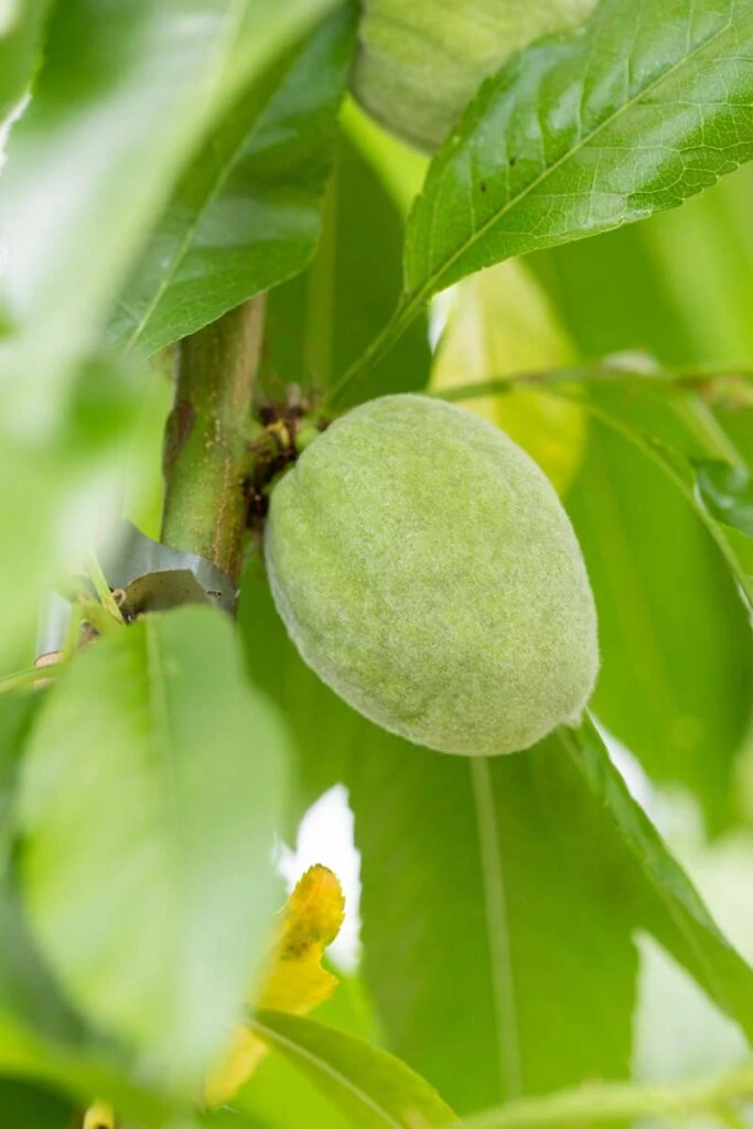 Ingrid 4 Ingrid - Image 2