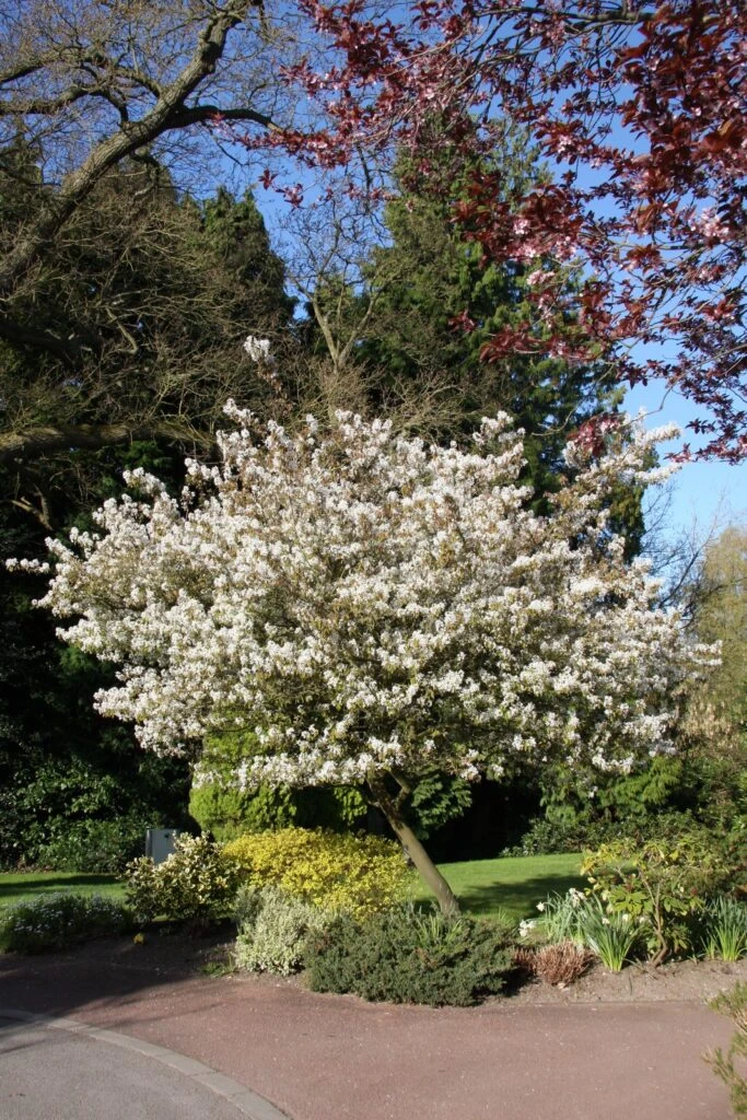 Amelanchier X Grandiflora ‘Ballerina’ 5 Amelanchier X Grandiflora ‘Ballerina’ - Image 3