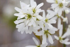 Amelanchier X Grandiflora ‘Ballerina’