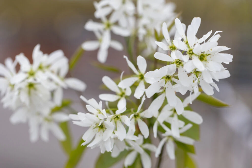 Amelanchier X Grandiflora ‘Ballerina’ 4 Amelanchier X Grandiflora ‘Ballerina’ - Image 2
