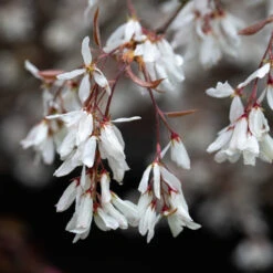 Amelanchier ‘La Paloma’