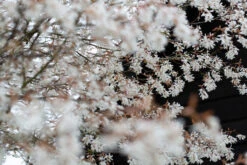 Amelanchier ‘La Paloma’ -Tree Furnish Store 11213 12439 5371 1 1024x683 1