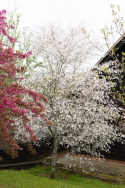 Amelanchier ‘La Paloma’ -Tree Furnish Store 11213 12440 02d8 1 683x1024 1