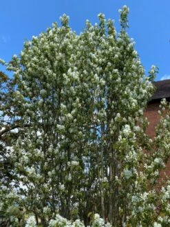 Amelanchier Alnifolia ‘Obelisk’® -Tree Furnish Store 11214 1 1 768x1024 1