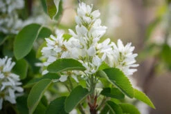 Amelanchier Alnifolia ‘Obelisk’®