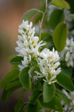 Amelanchier Alnifolia ‘Obelisk’® -Tree Furnish Store 11214 13954 5bd5 682x1024 1