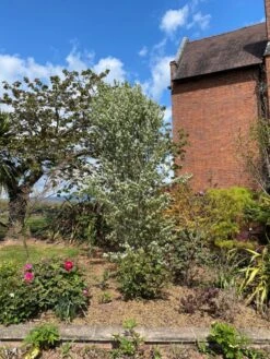 Amelanchier Alnifolia ‘Obelisk’® -Tree Furnish Store 11214 2 1 768x1024 1