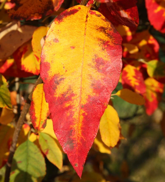 Amelanchier Laevis ‘Snowflakes’ 4 Amelanchier Laevis ‘Snowflakes’ - Image 2