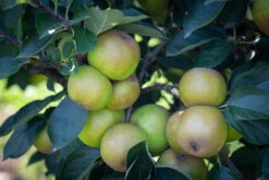Ashmead’s Kernel