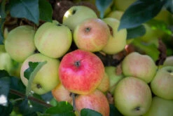 Bardsey 7 Bardsey -Tree Furnish Store 11231 12765 21c8 1 1024x683 1