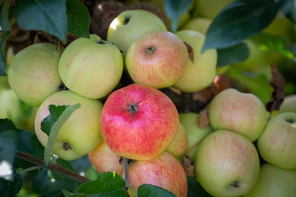 Bardsey 5 Bardsey - Image 3