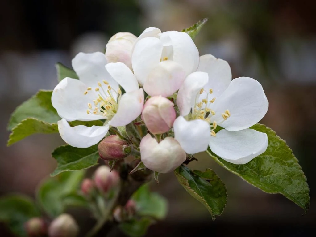 Bardsey 4 Bardsey - Image 2