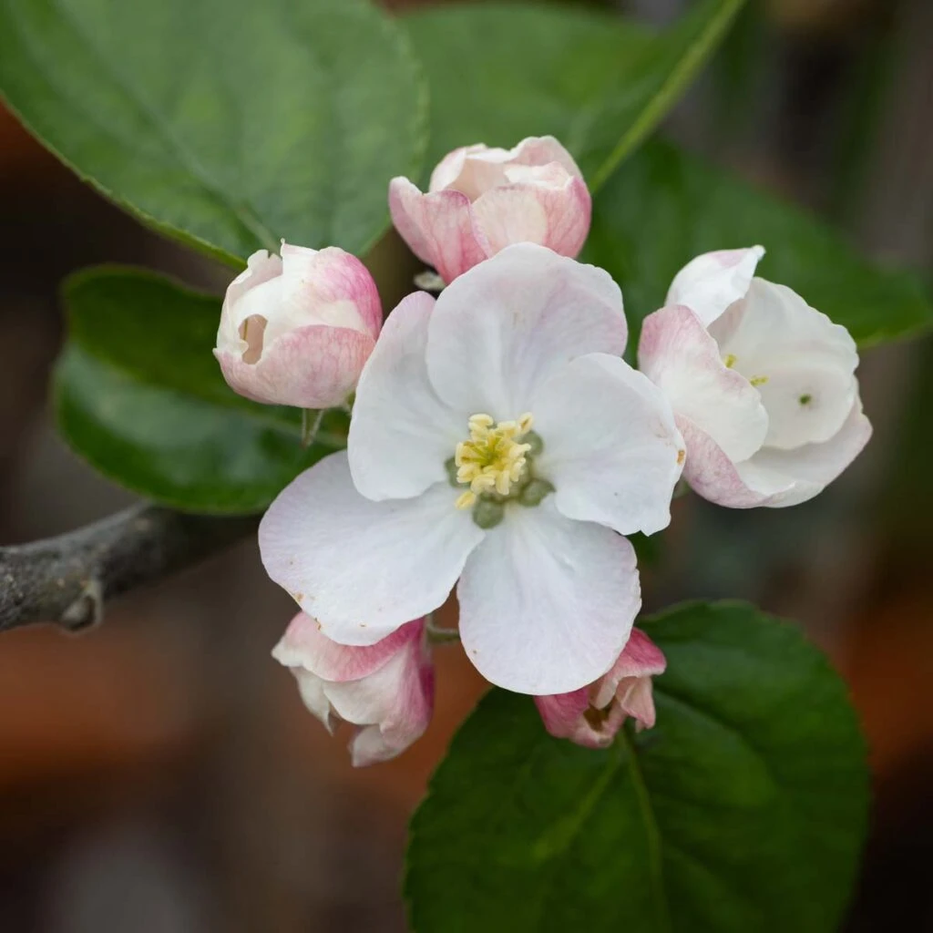 Blenheim Orange 4 Blenheim Orange - Image 2